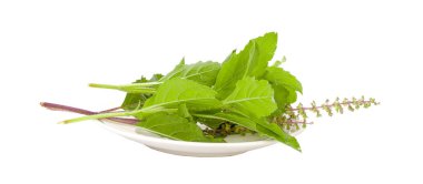 Tulsi, What Is It? And How Can It Benefit You Today?